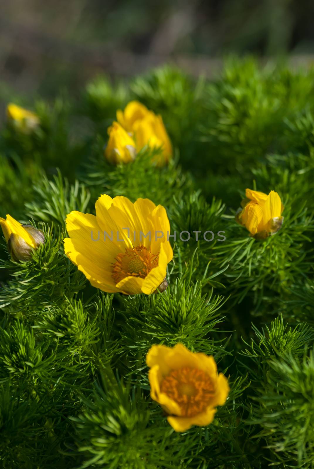 Yellow flowers bushes Adonis meadow on a sunny day