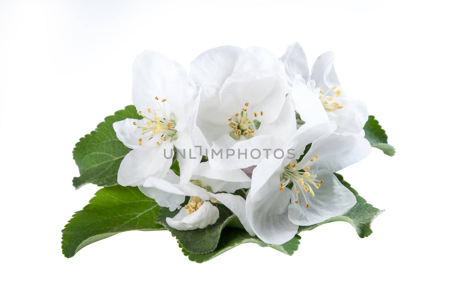 Apples flower with green leaves isolated on a white background