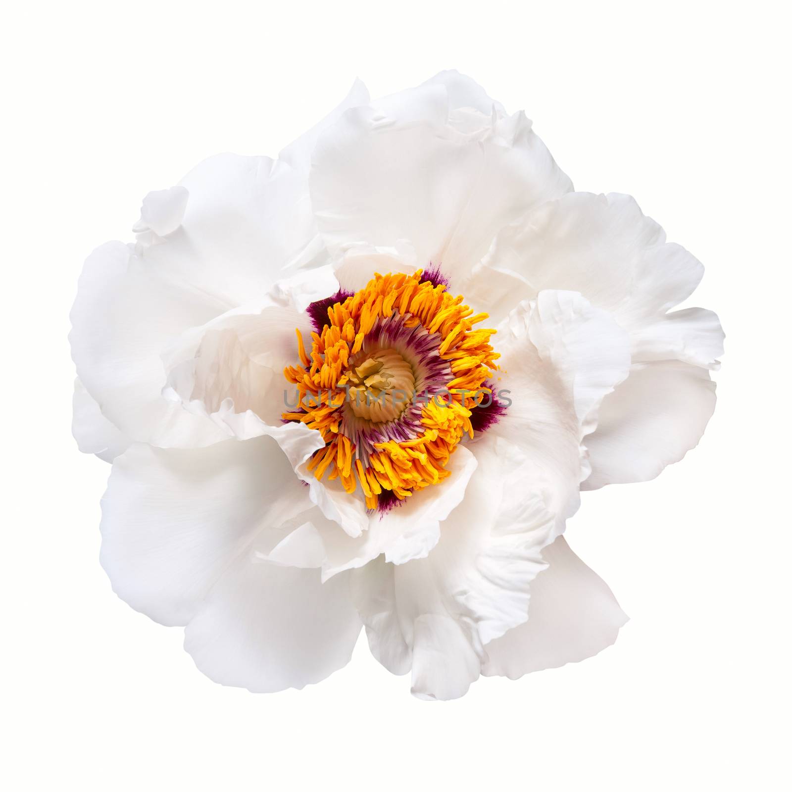 White peony flower isolated on white background, spa aroma