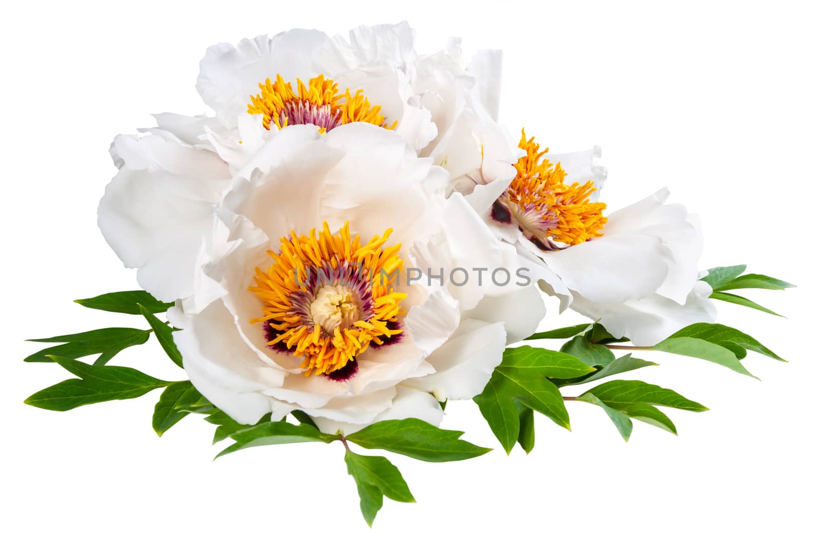 Three peonies flower isolated on white background, card design