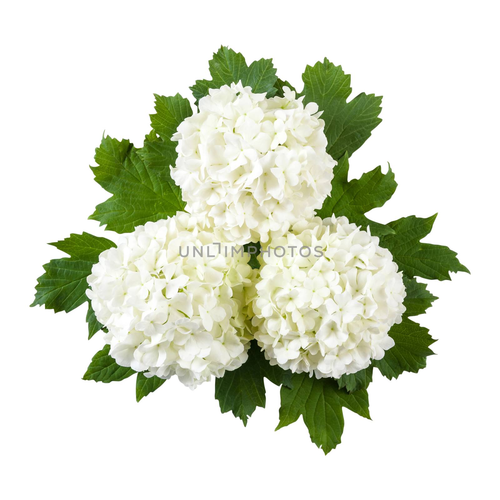 White flowers on green leaves isolated on a white bakcground, for design