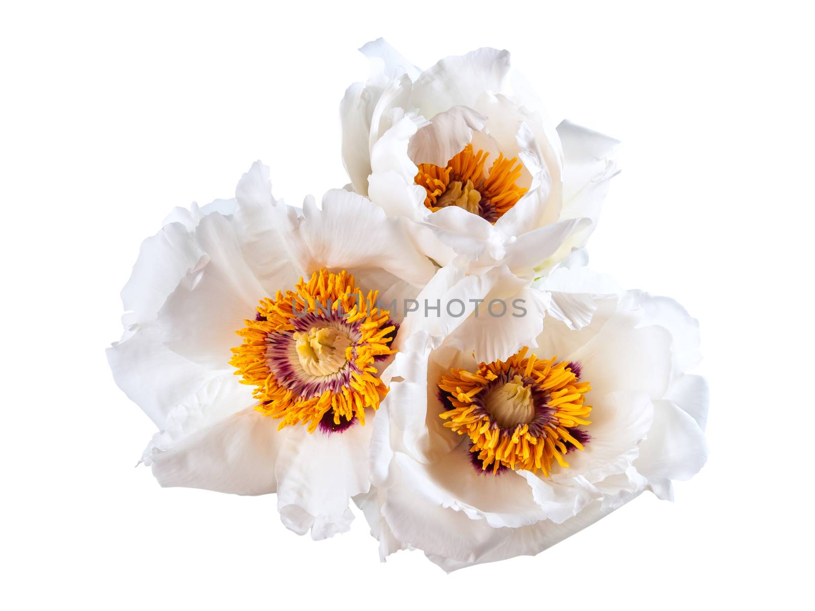 Three white peonies flower isolated on white background, spa aroma