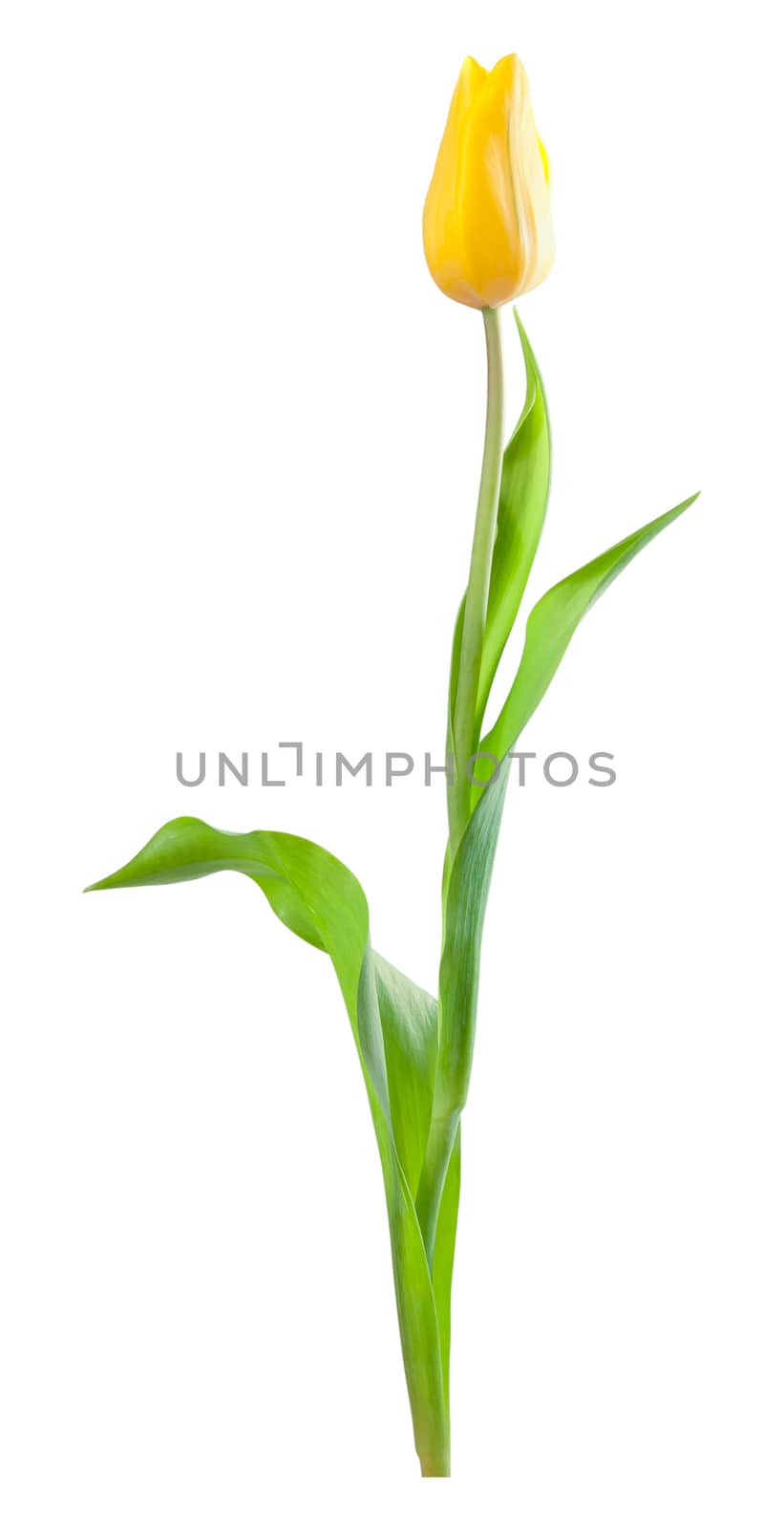 Yellow tulip flower with green leaves isolated on a white background, for design