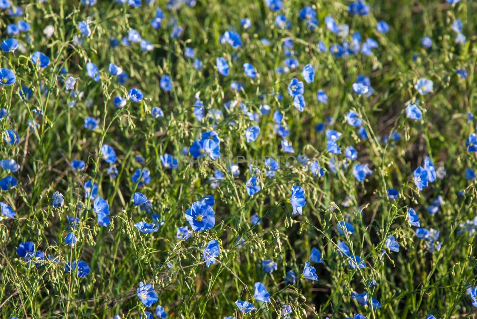 Landscape with meadow of blue flax flowers, spring sunny day