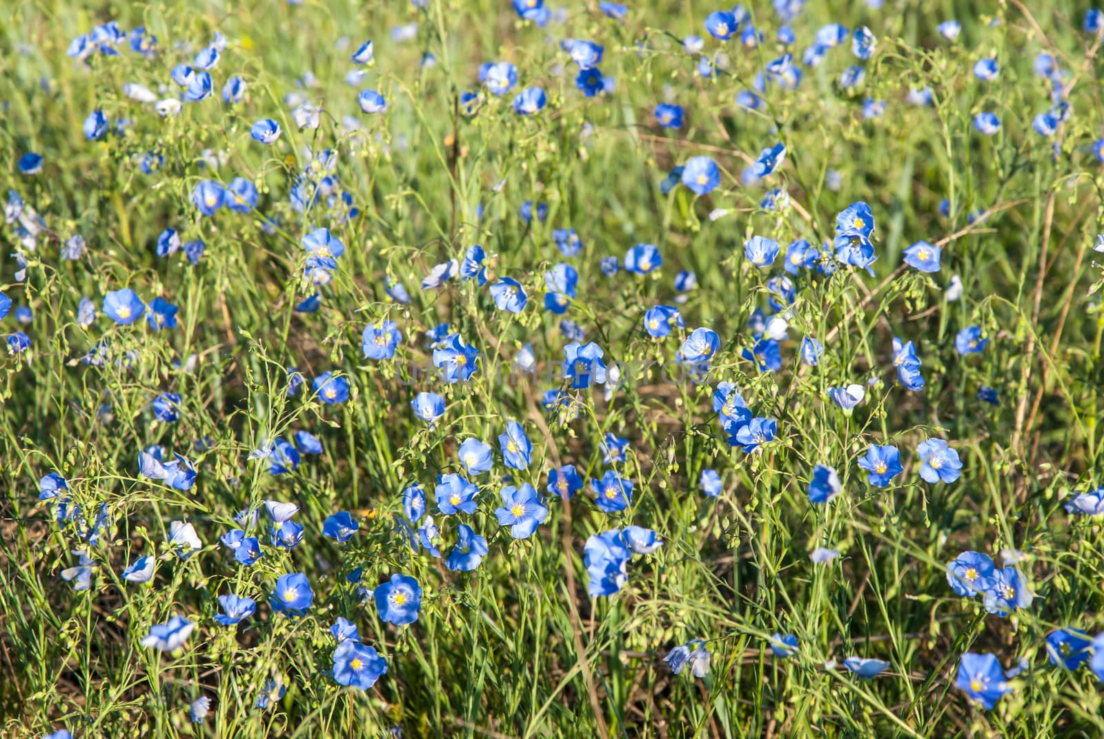 Meadow with blue flax flowers, spring sunny day