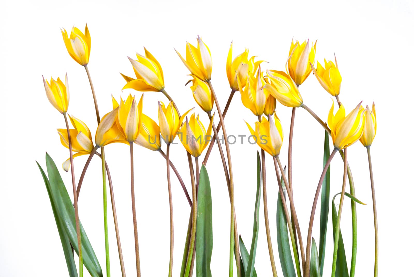 Wild yellow tulip flower with green leaves isolated on a white background, for design