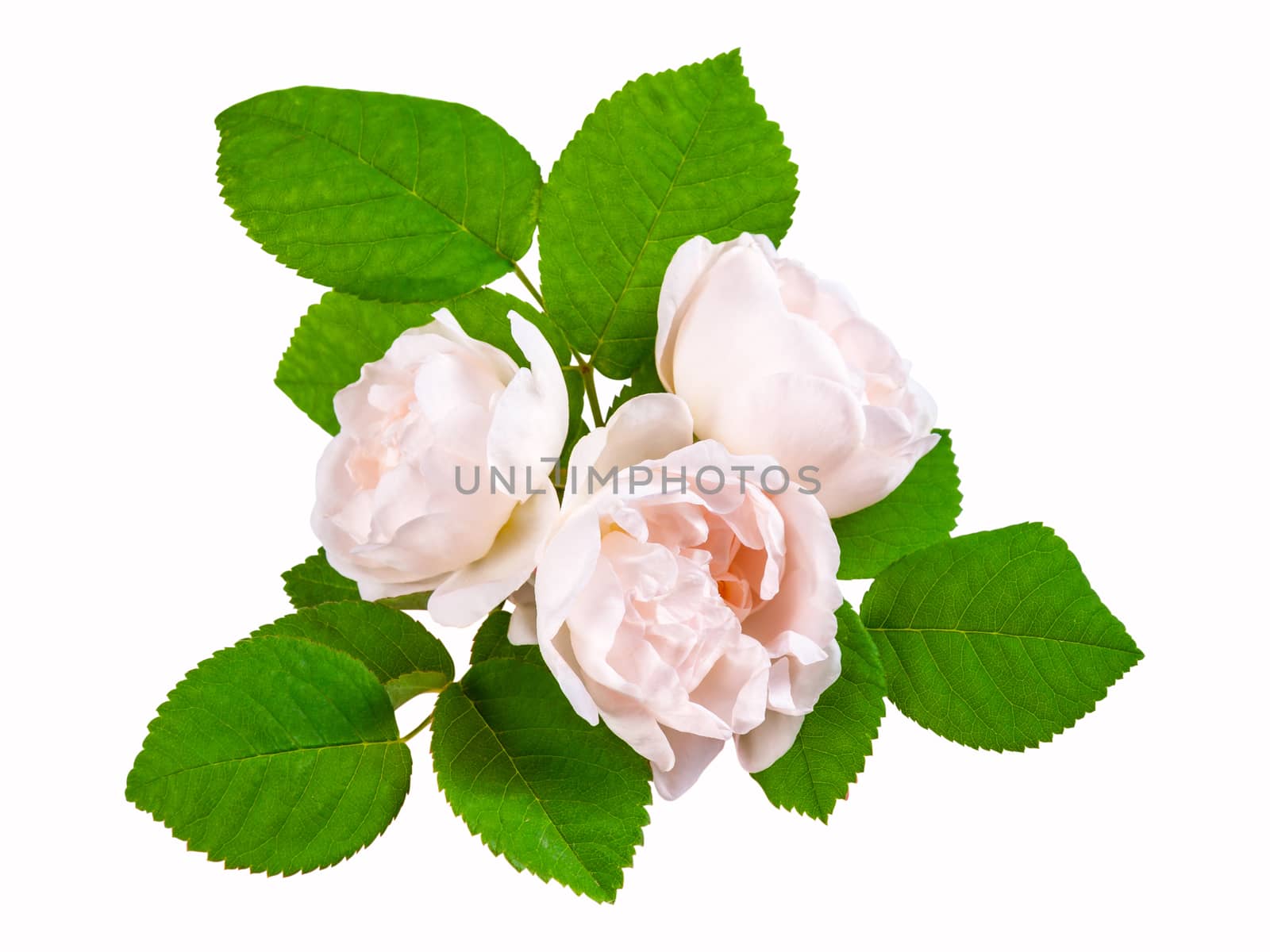 Tea rose cream flowers with leaves, isolated on white backround