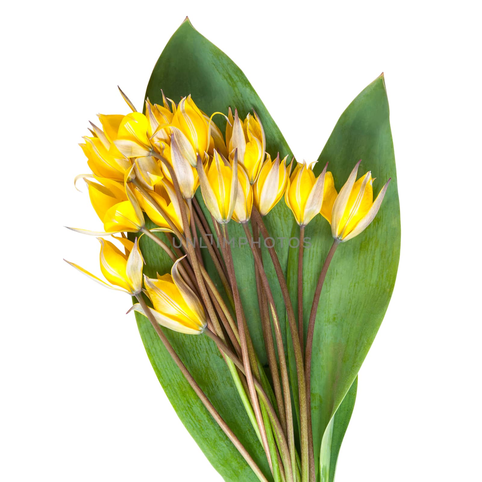 Wild yellow tulip flower with green leaves isolated on a white background, for design