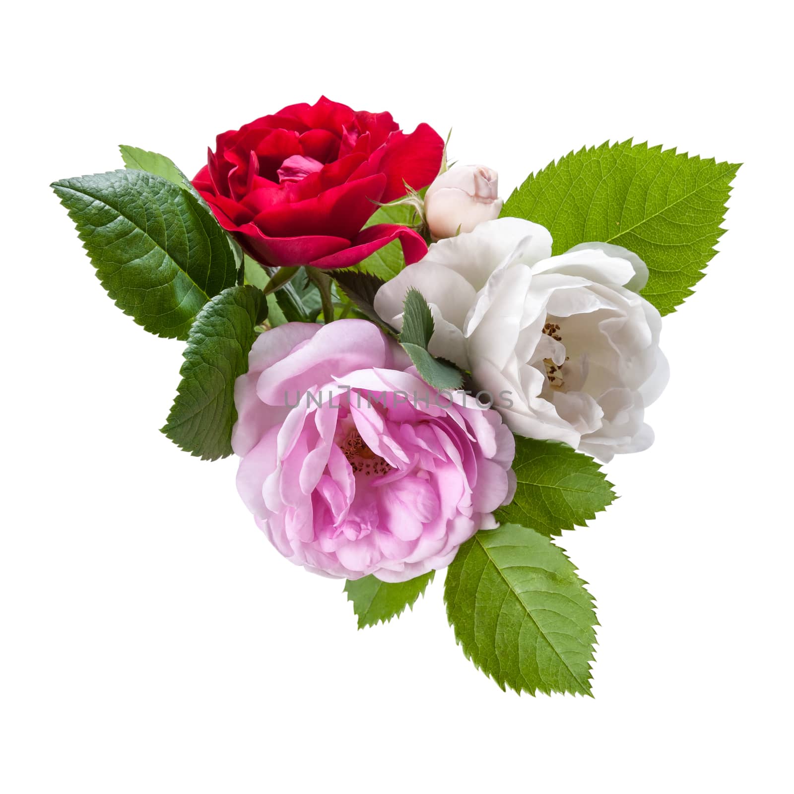 Red, white and pink rose flowers with leaves, isolated on white backround
