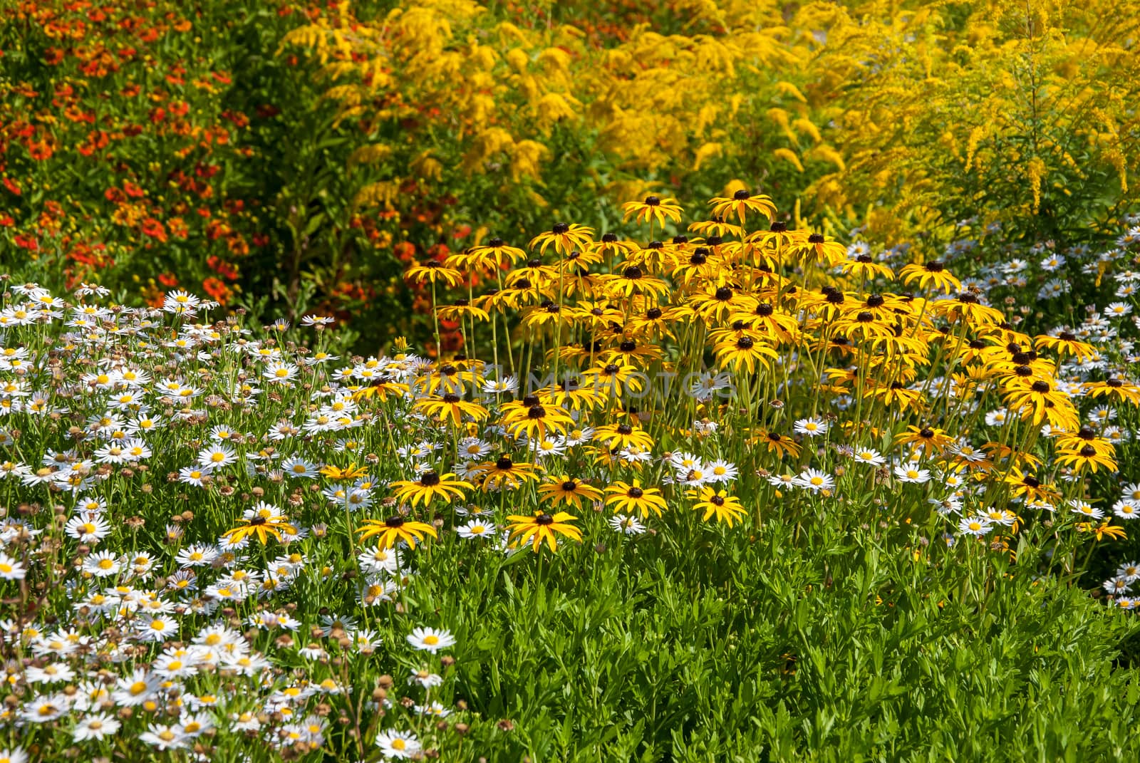 Spring landscape with different flowers meadow in park