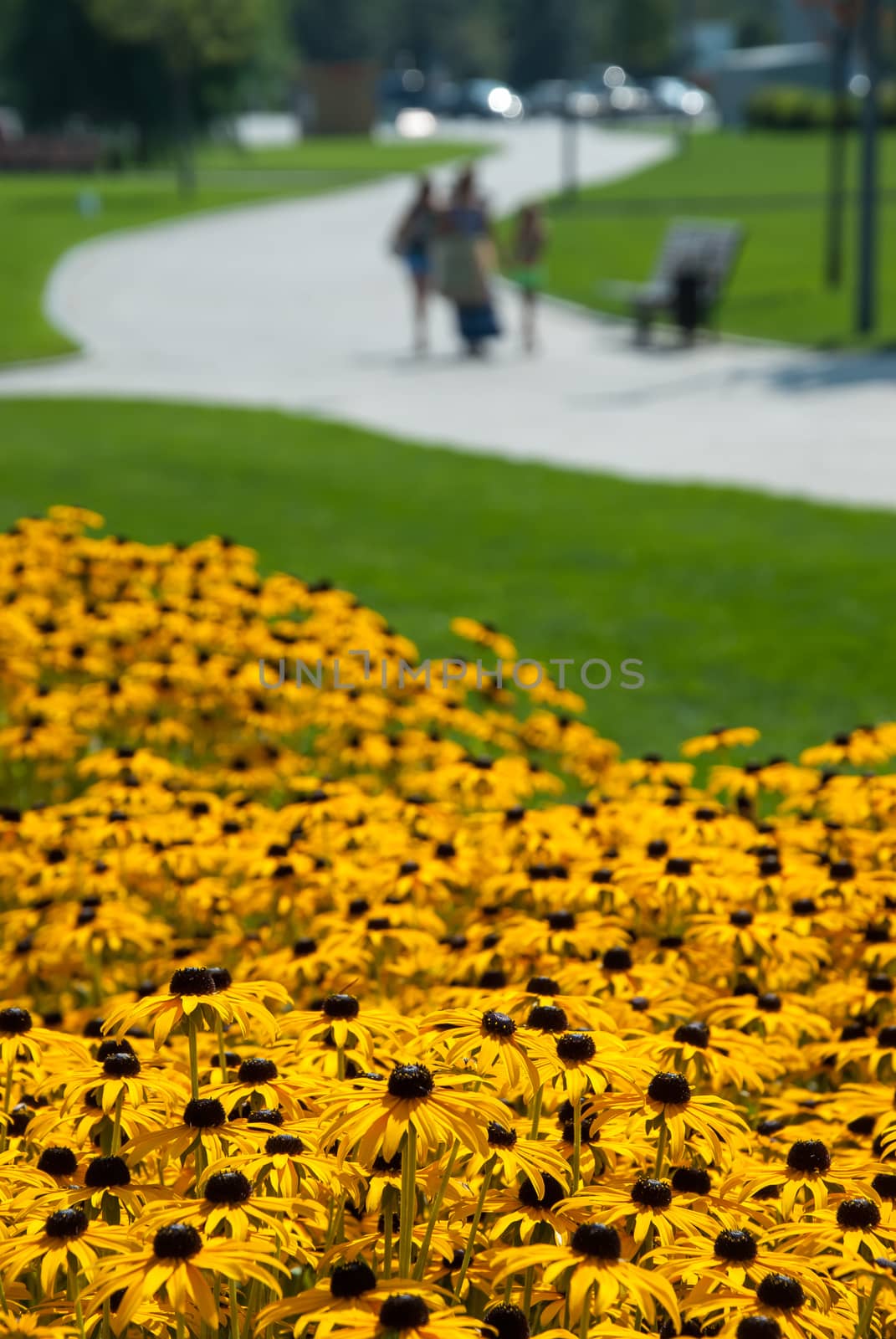 Spring landscape with yellow flowers meadow, green grass and road in park