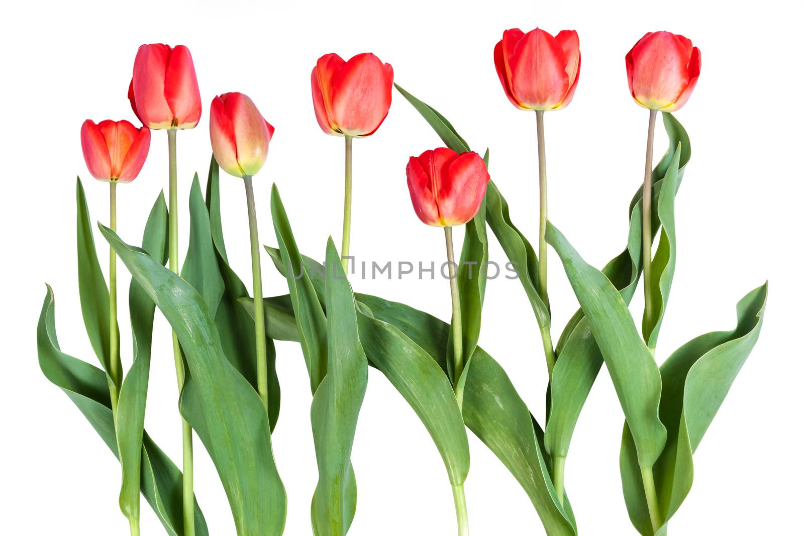 Red tulips isolated by firewings