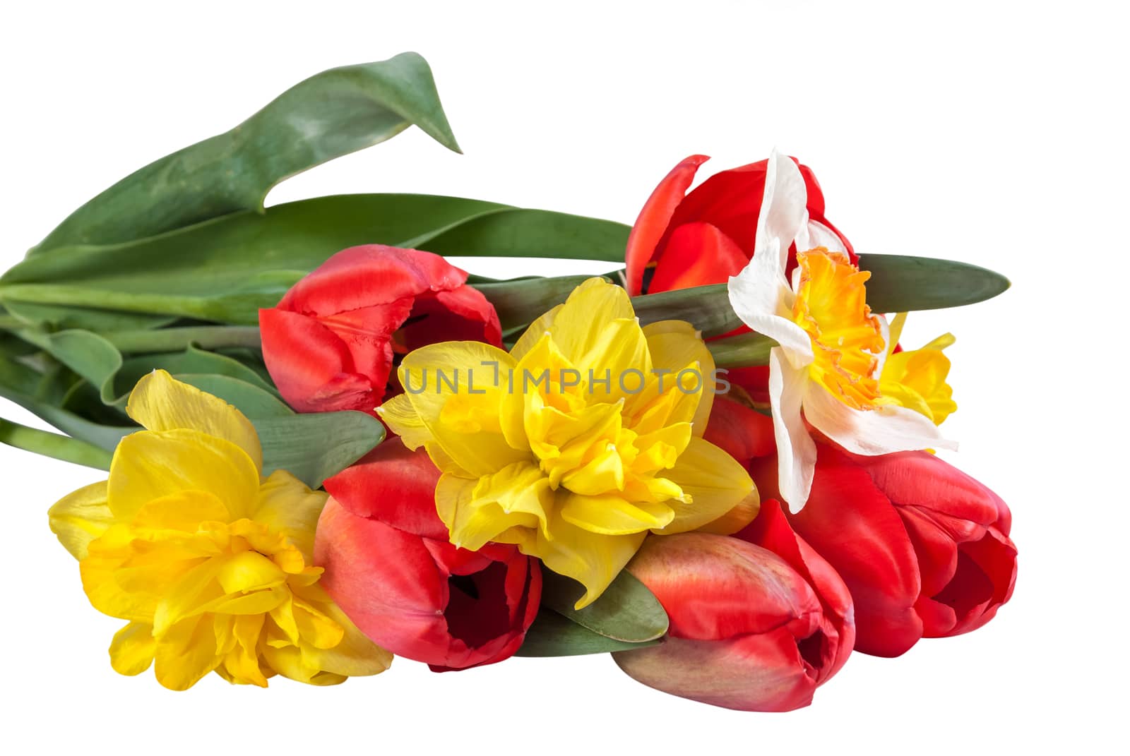 Narcissus and red tulips flower isolated by firewings