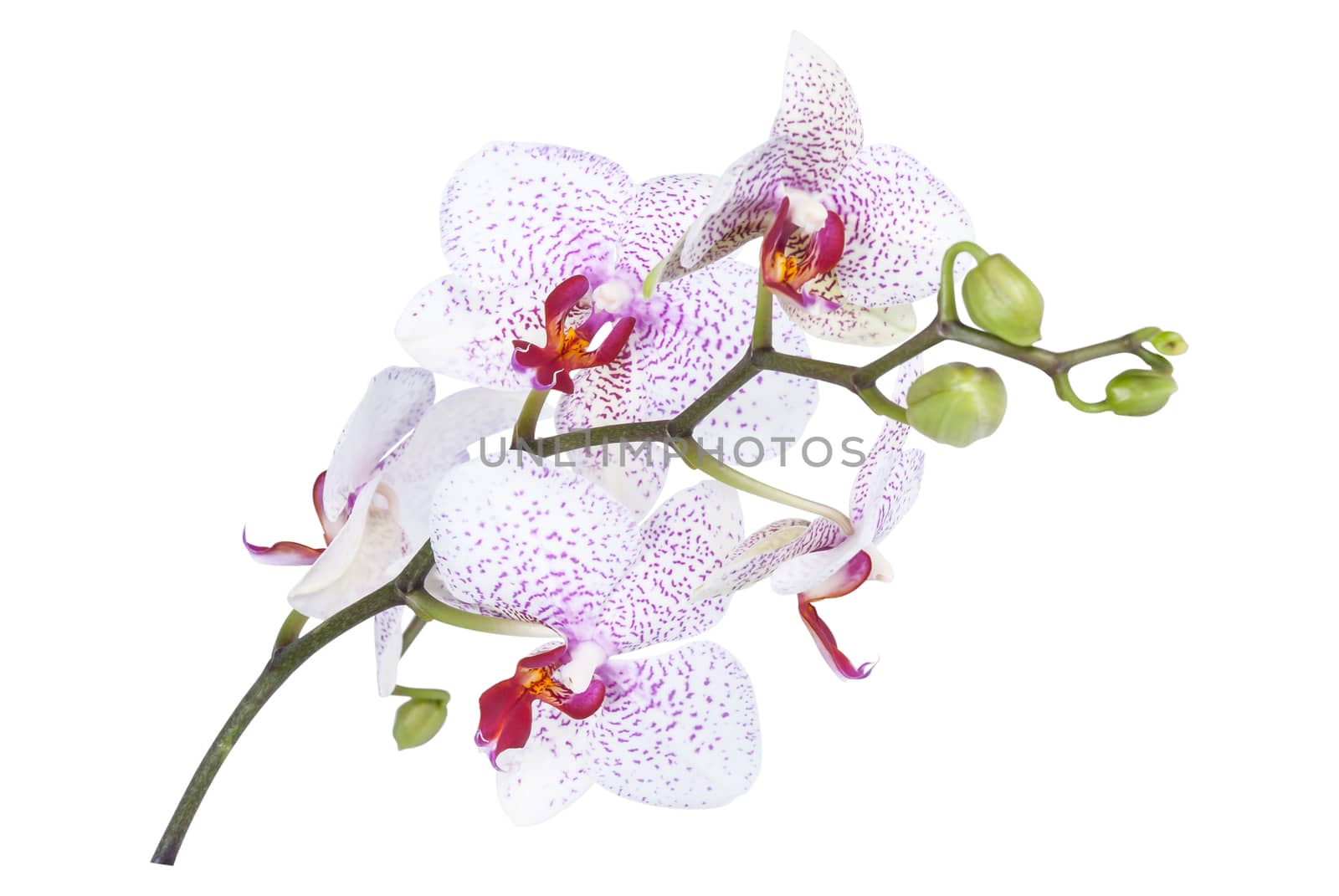 Orchid flowers isolated by firewings
