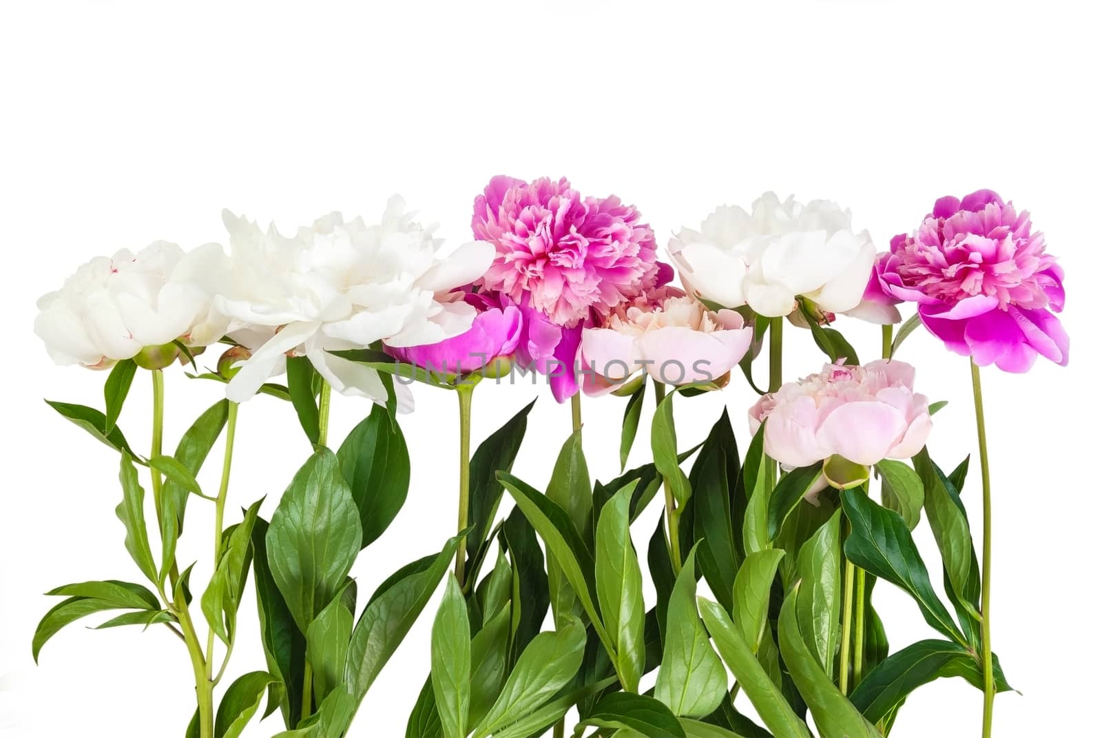 Bouquet of peonies flower isolated on white background