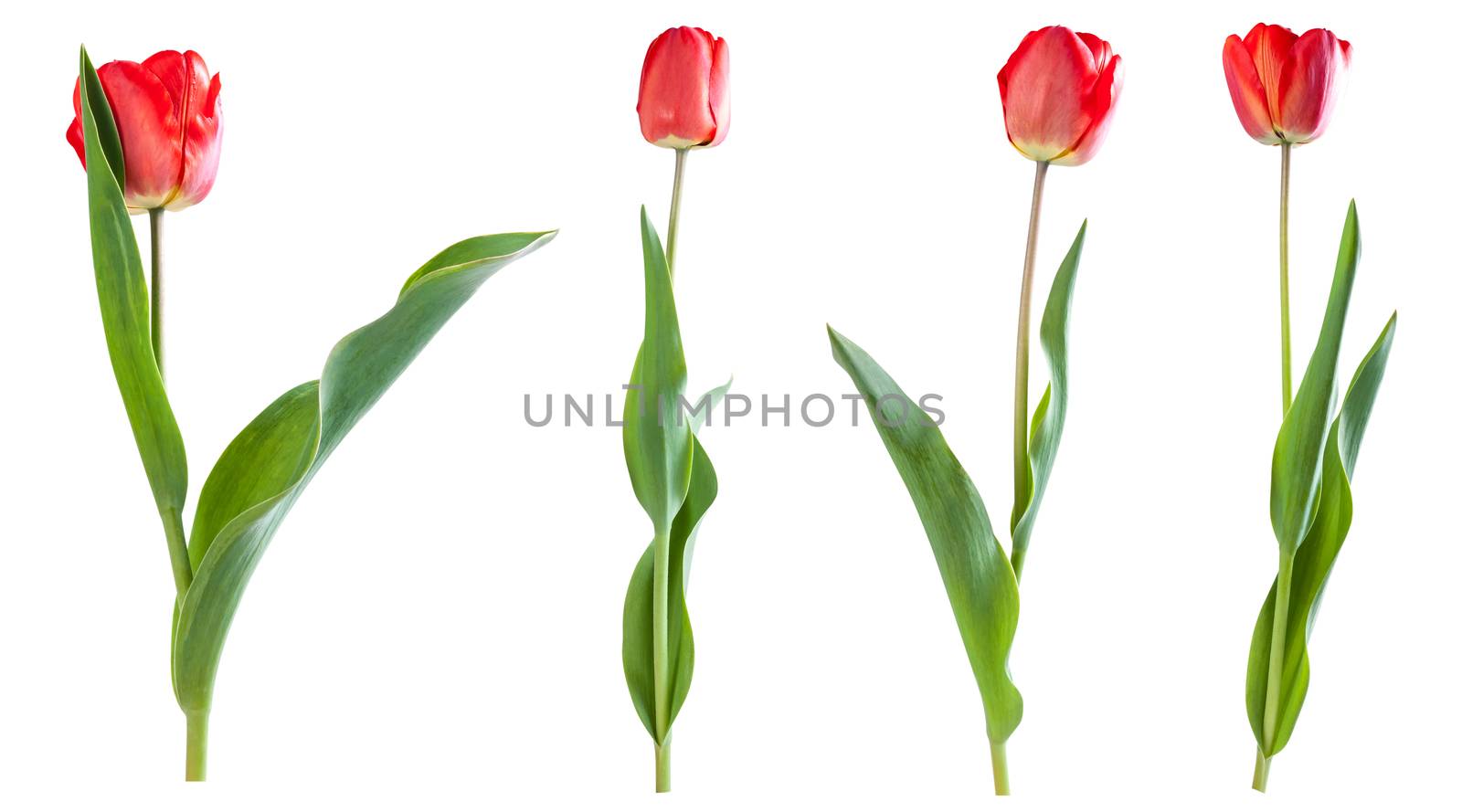 Red tulips isolated by firewings