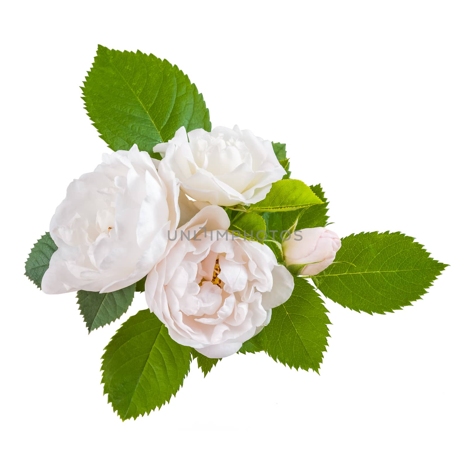 Rose flowers with leaves isolated on white backround