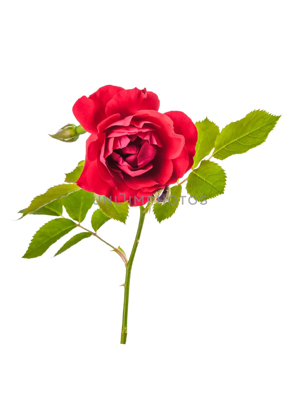 Rose red flowers with leaves isolated on white backround