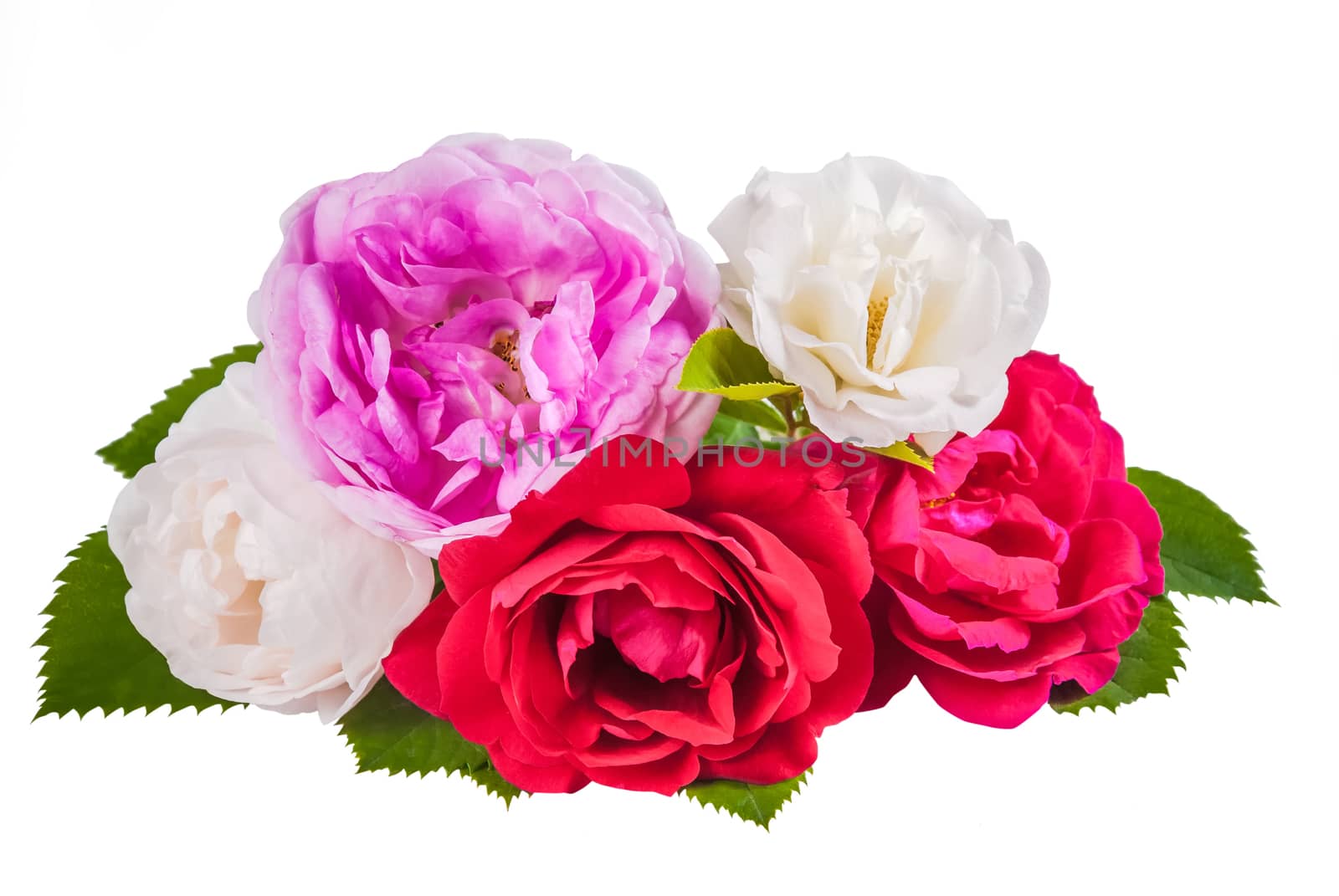 Rose colorful flowers with leaves isolated on white backround