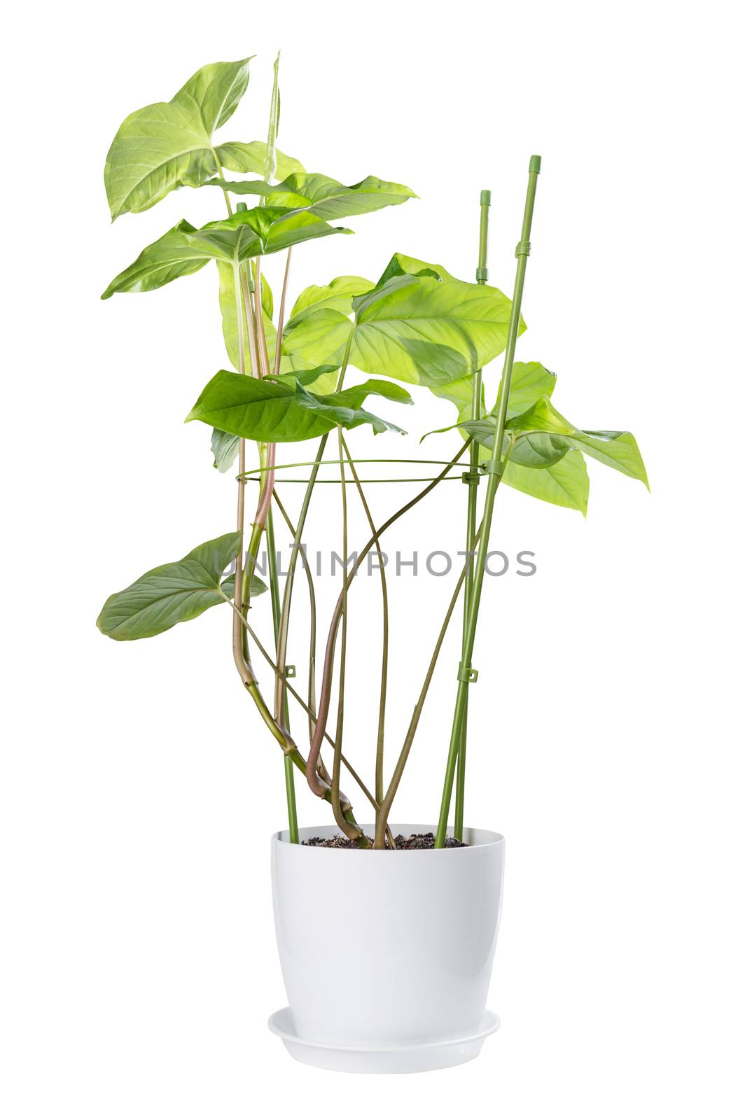 Syngonium in pot isolated on white background