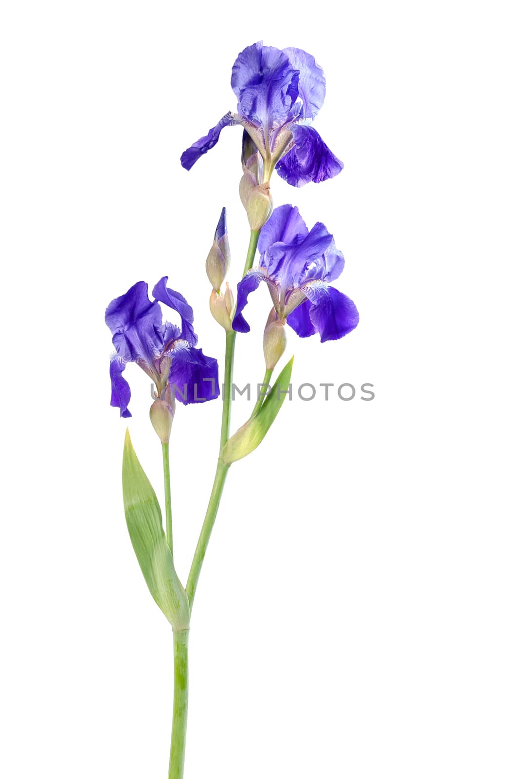 Iris flower 01 by firewings
