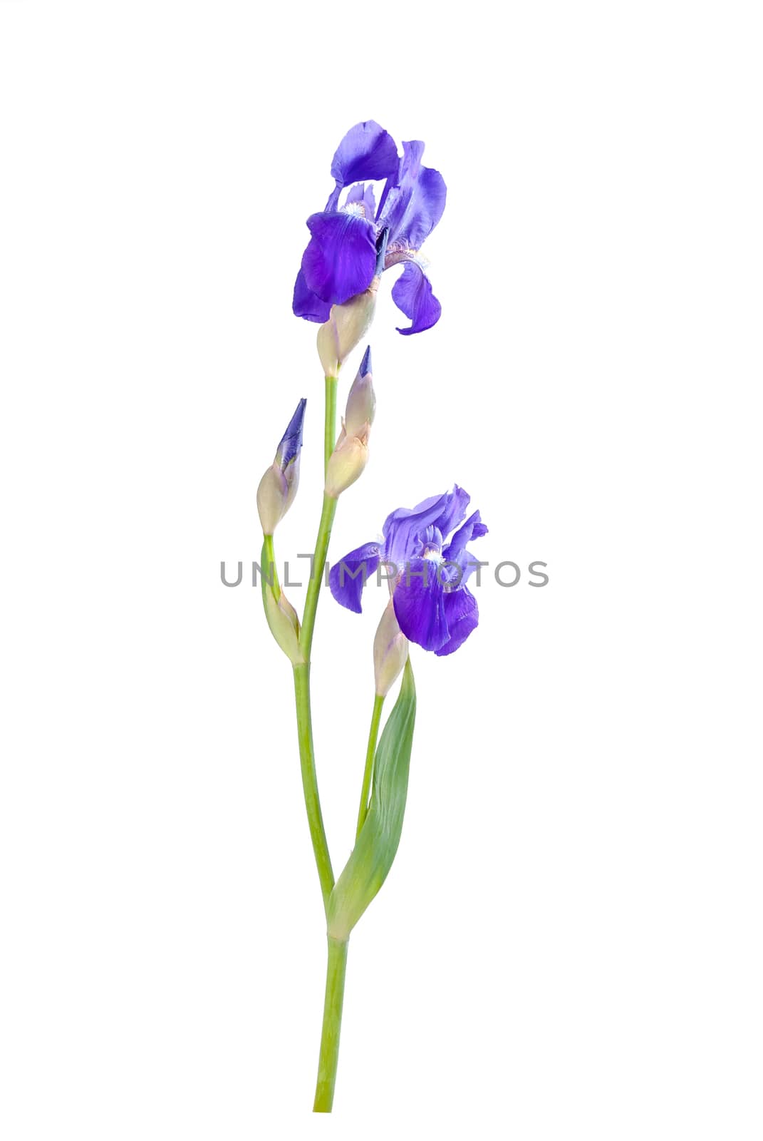 Iris flower isolated on white background