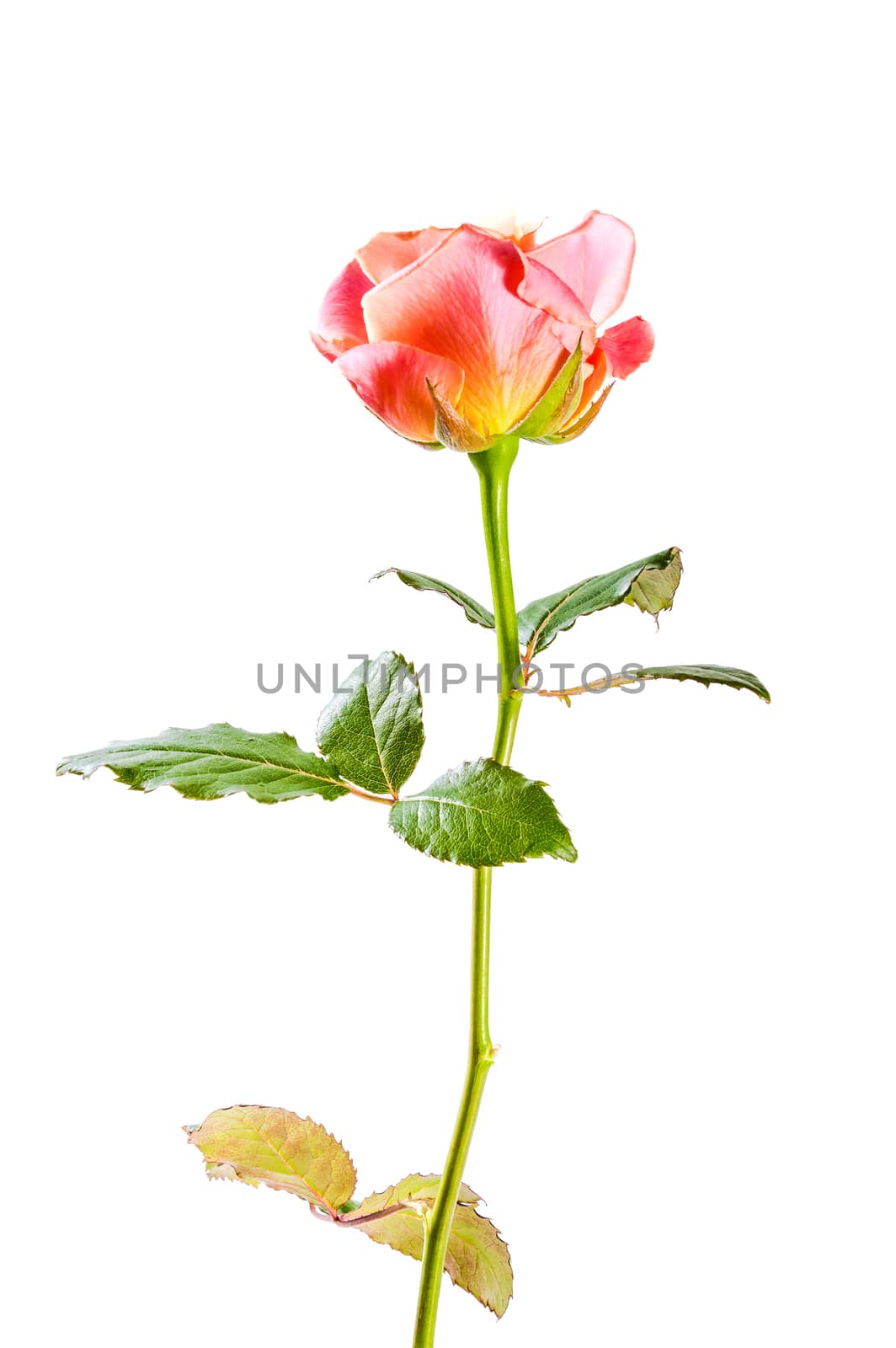 Beautiful pink rose flowers isolated on white background