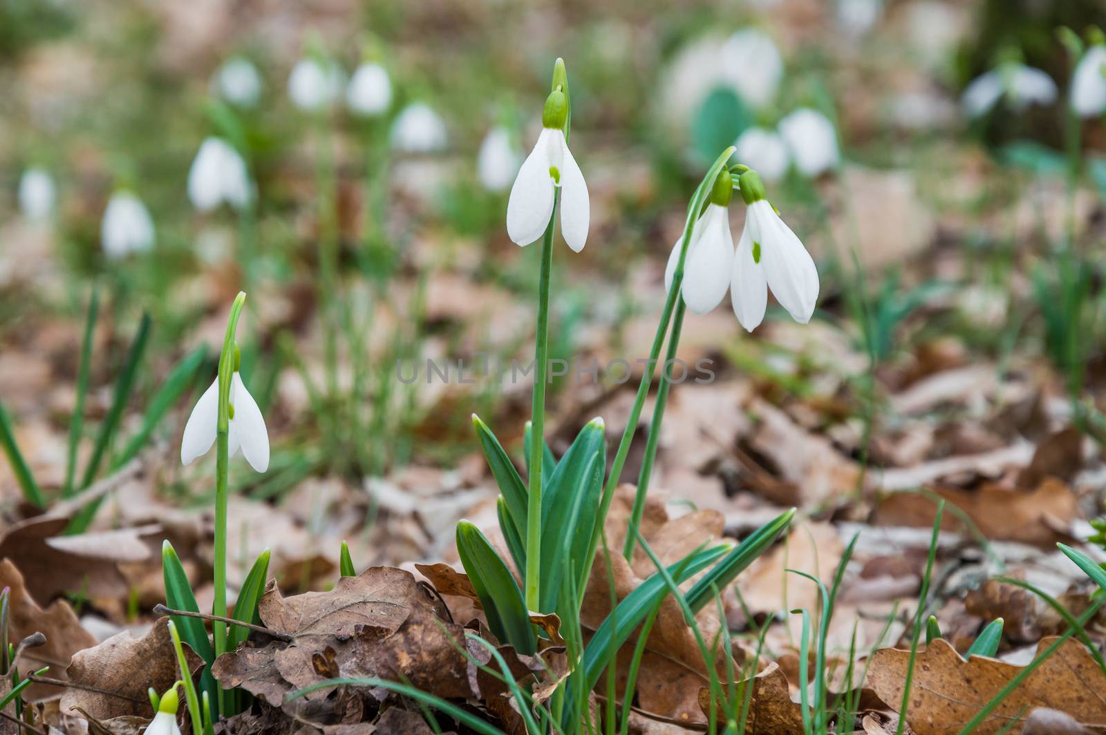 First spring flowers snowdrops