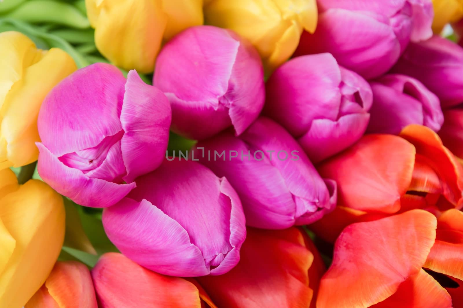 Many tulip flowers, selective focus