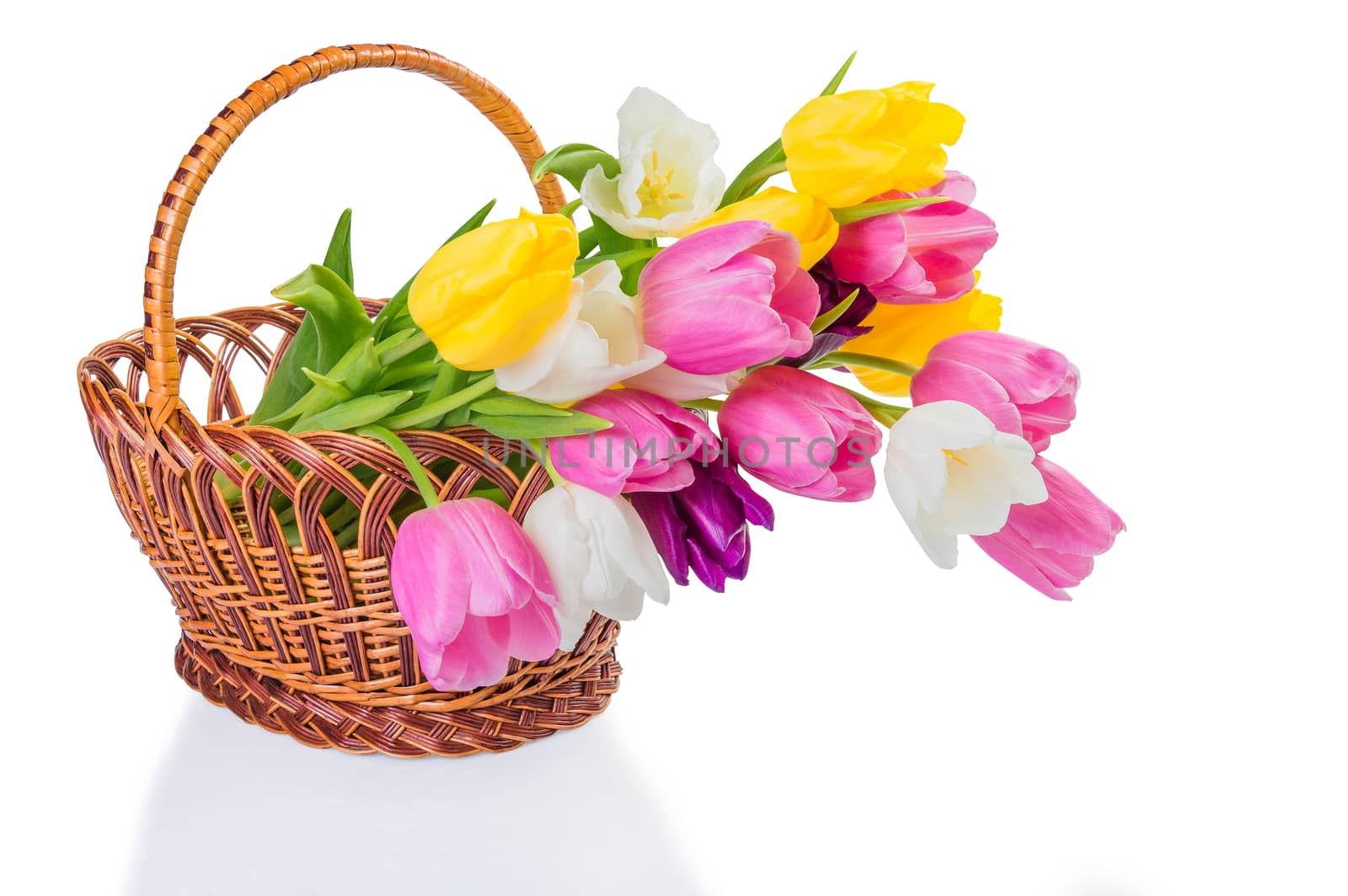 Beautiful tulip flowers in a basket for gift isolated on white background