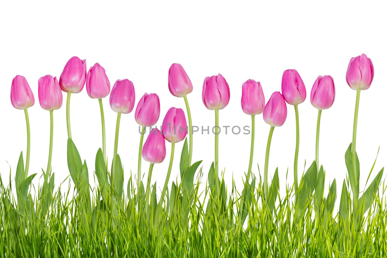 Pink tulip flowers with grass isolated on white background