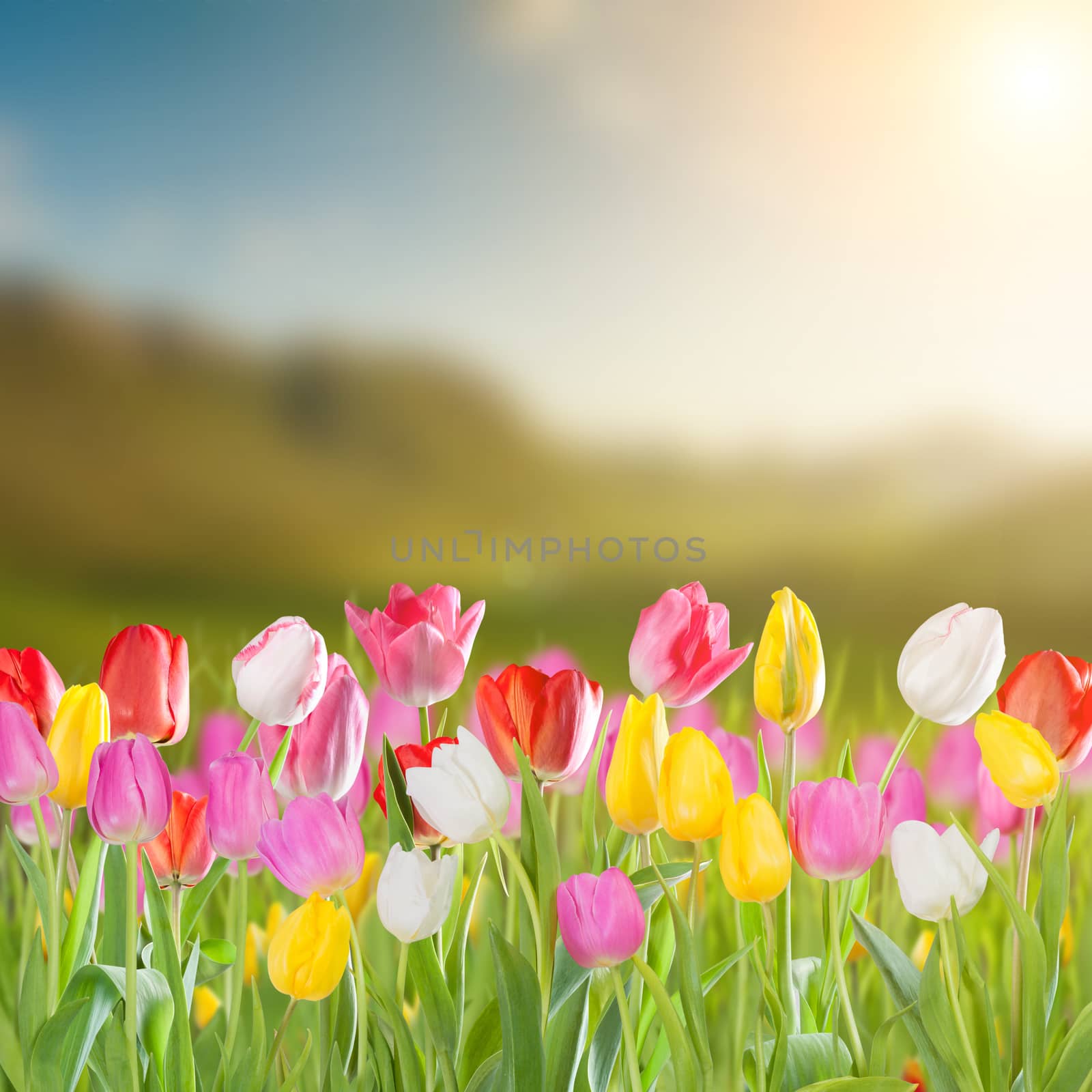 Landscape with tulip flowers