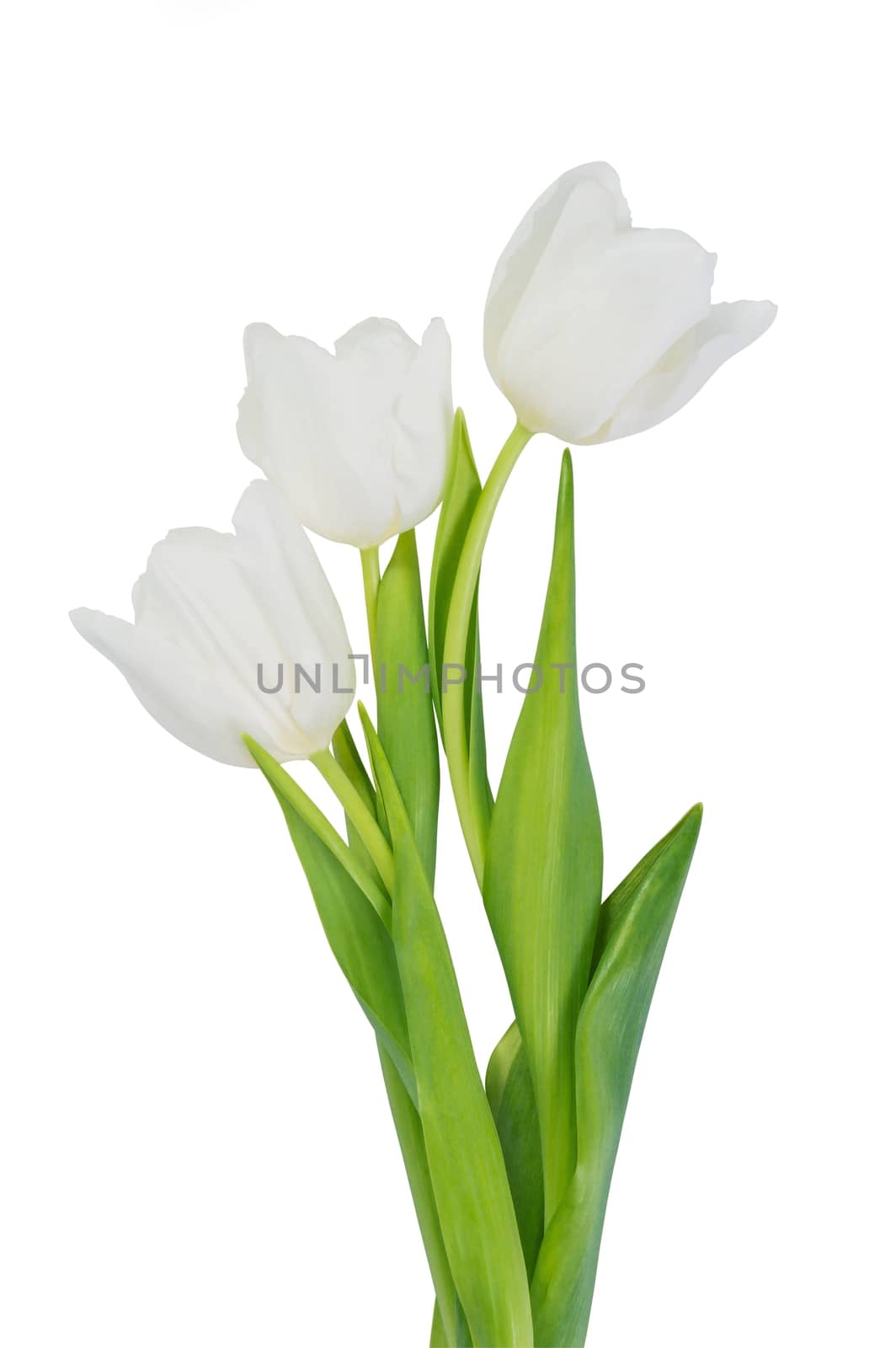 White tulip flowers isolated, clipping path