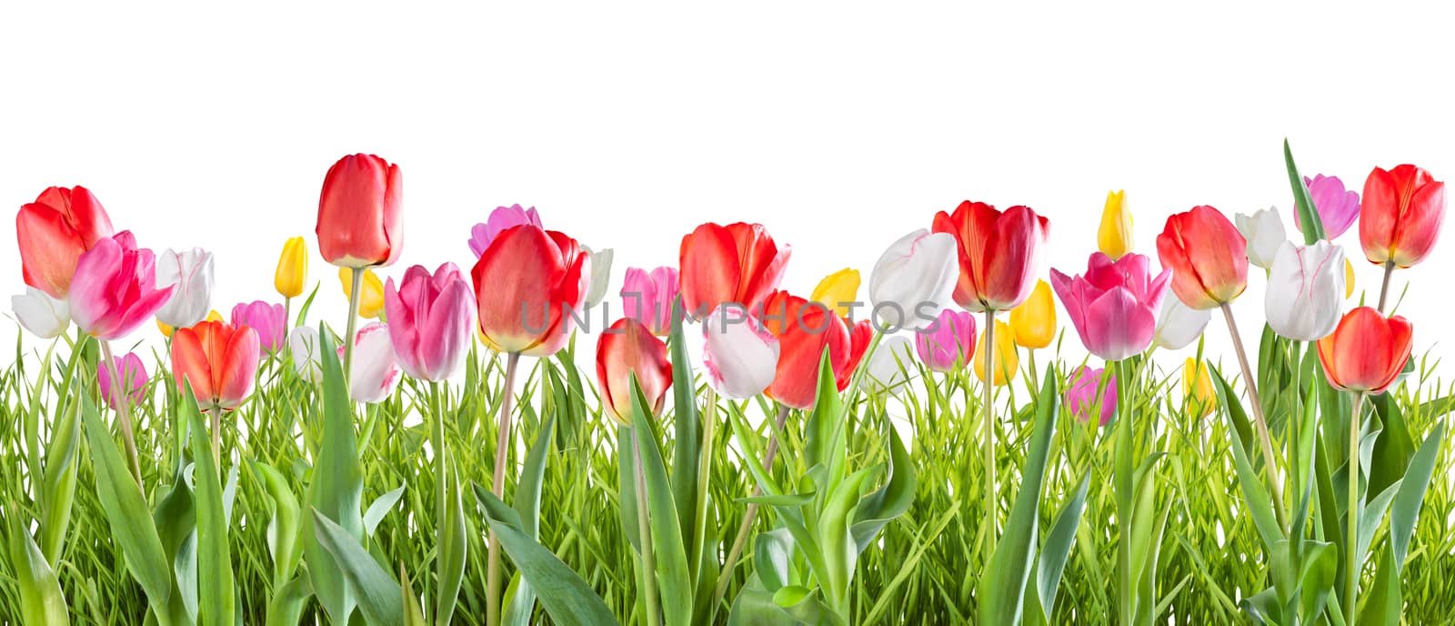 Yellow, red, white and pink tulip flowers isolated