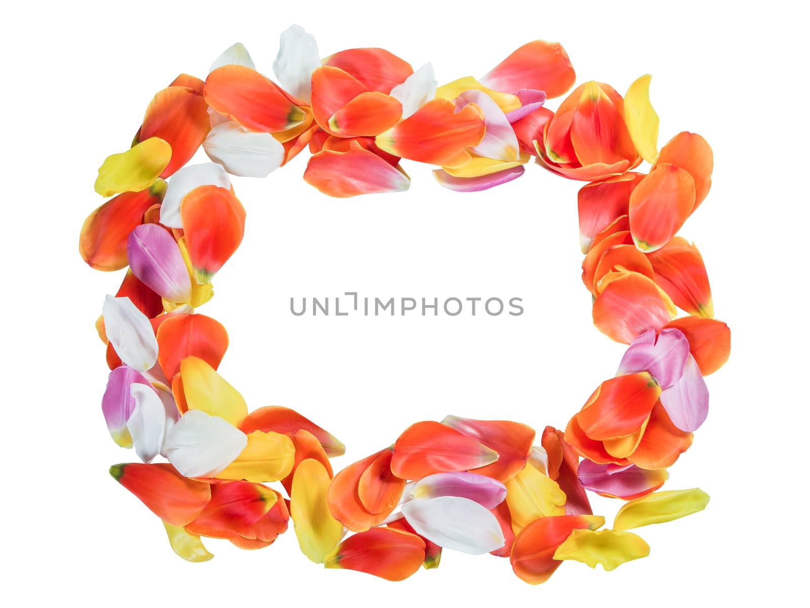 Frame from tulip petals isolated on white background