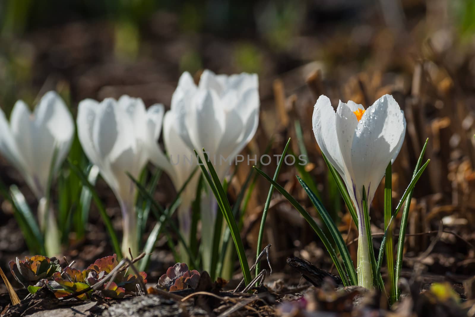 Crocus flowers on the glade by firewings