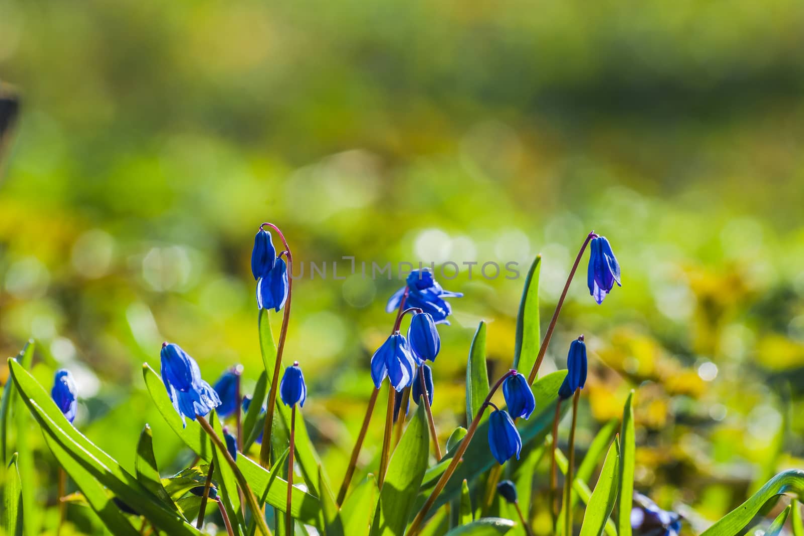 Scilla blue flowers closeup