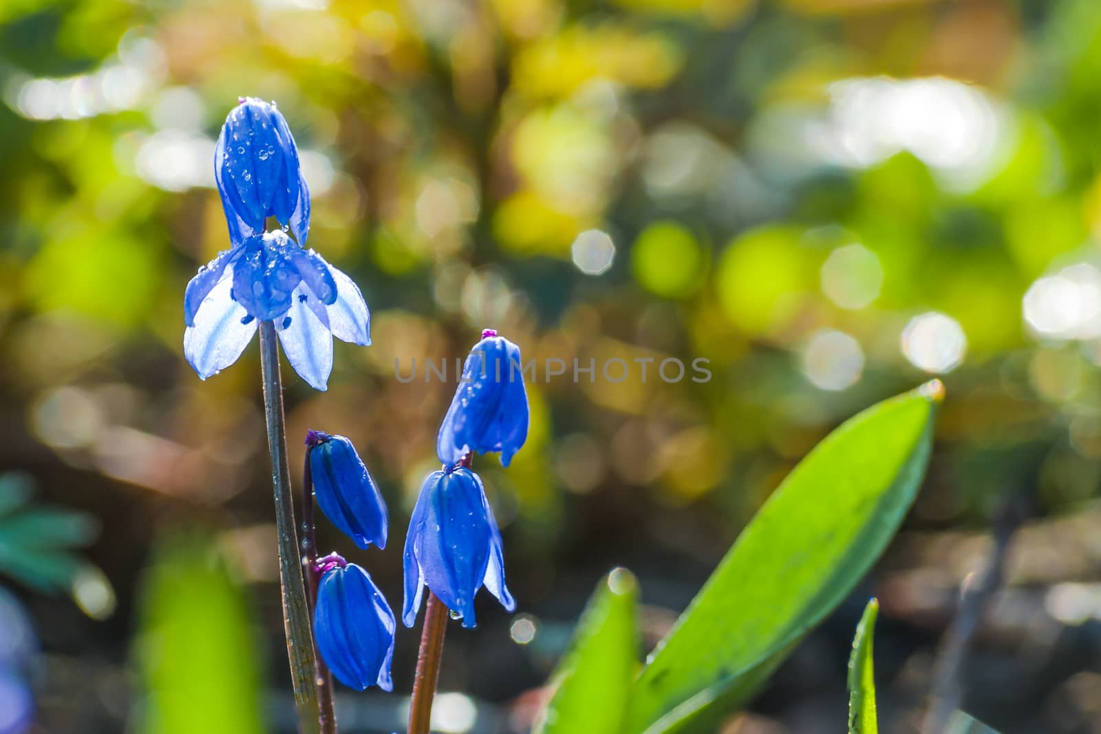 Scilla blue flowers by firewings