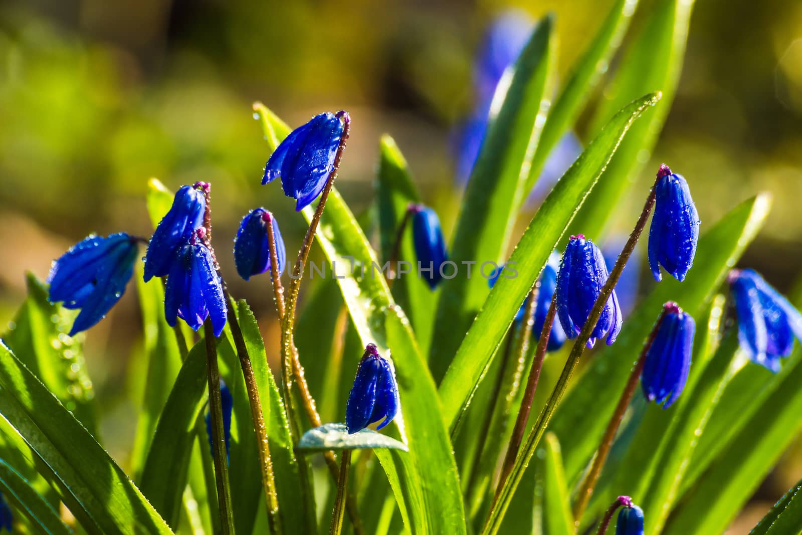 Scilla blue flowers closeup