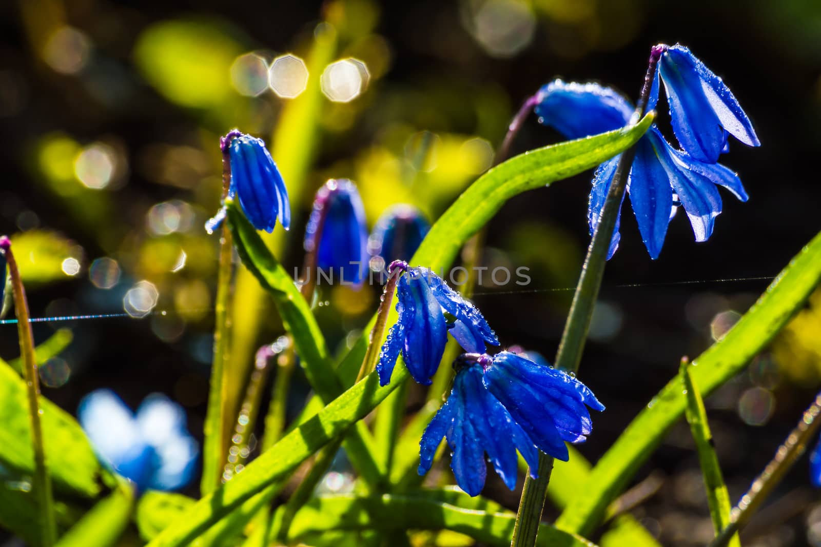 Scilla blue flowers by firewings