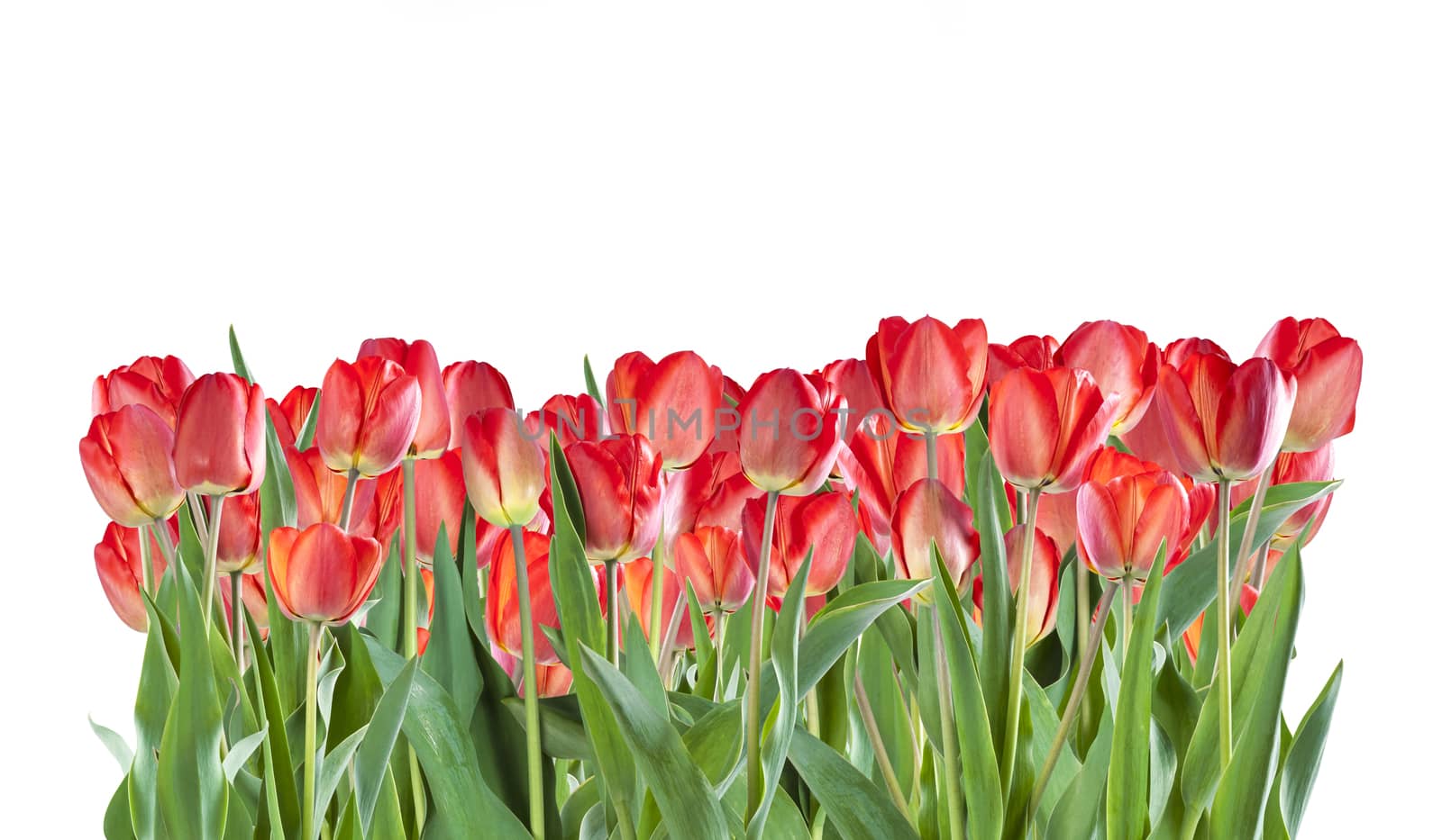 Red tulip flowers isolated by firewings