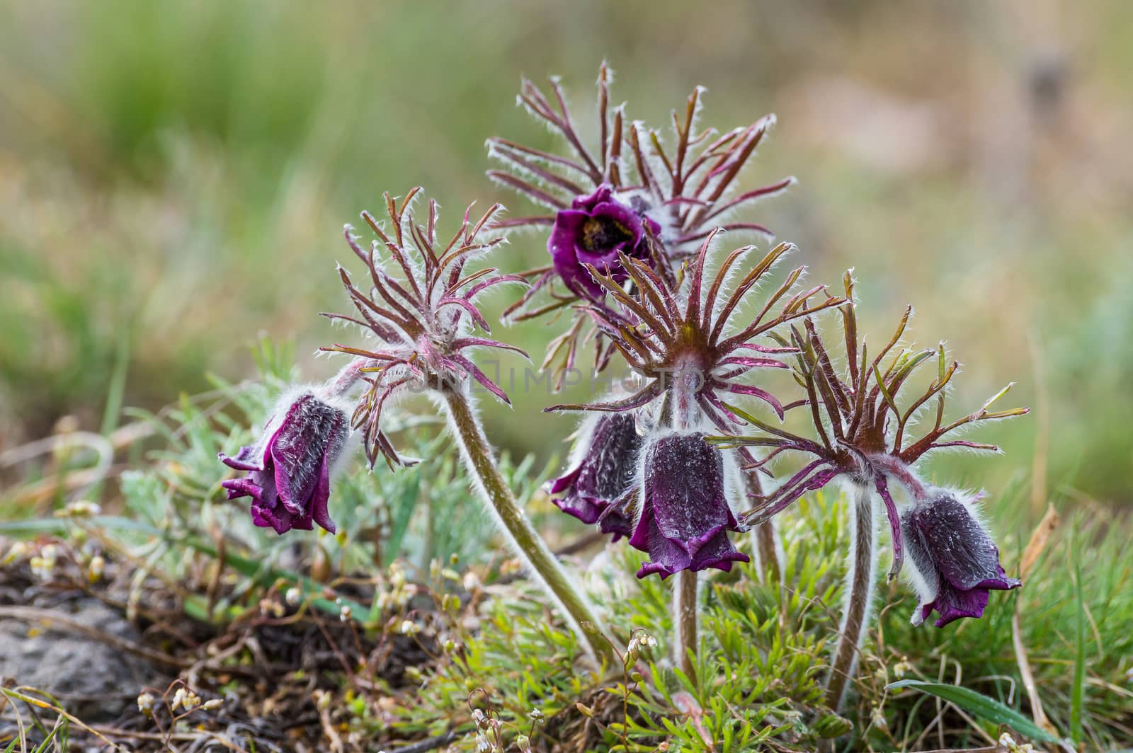 Beautiful pasque flower on meadow, macro