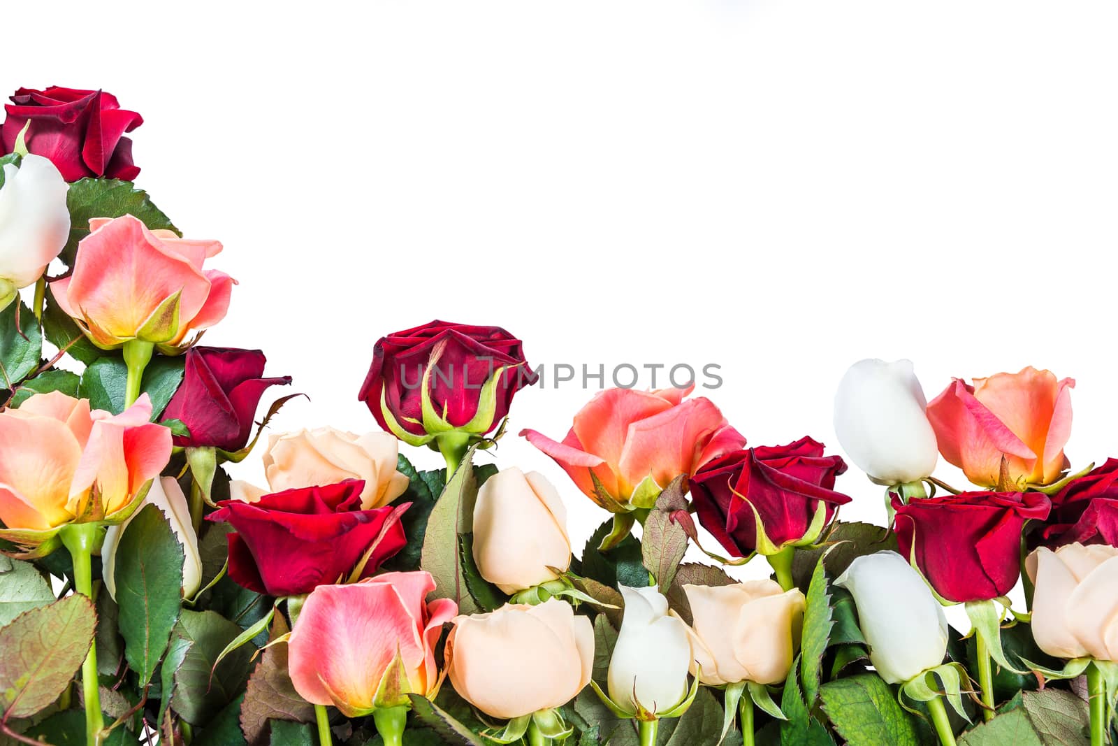 Roses flower isolated on white background