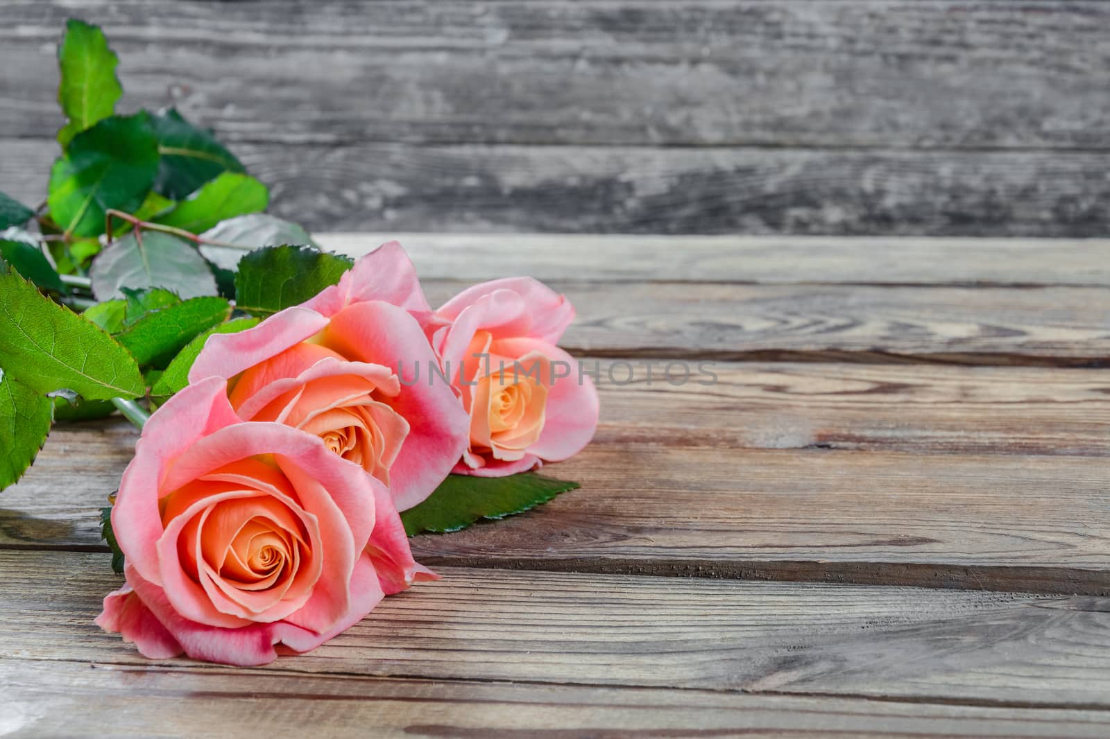 Roses flower on wooden rustic background