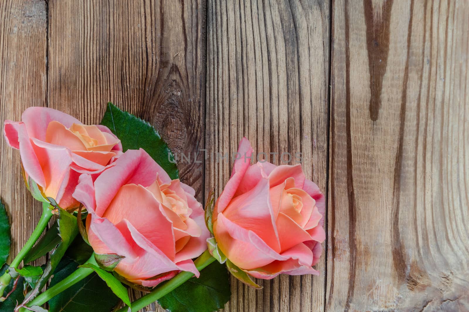 Roses flower on wooden rustic background