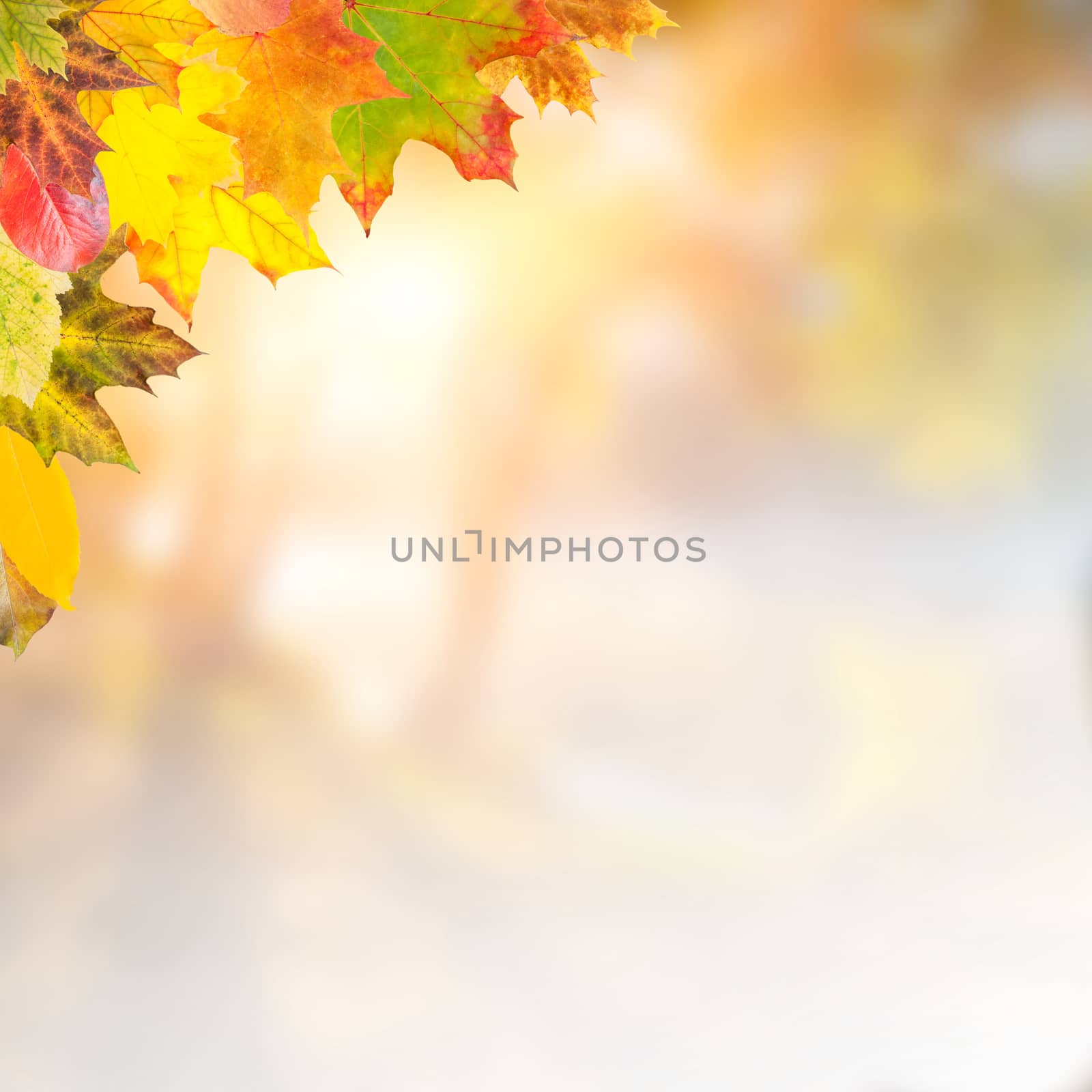 Autumn background with red, yellow and orange foliage
