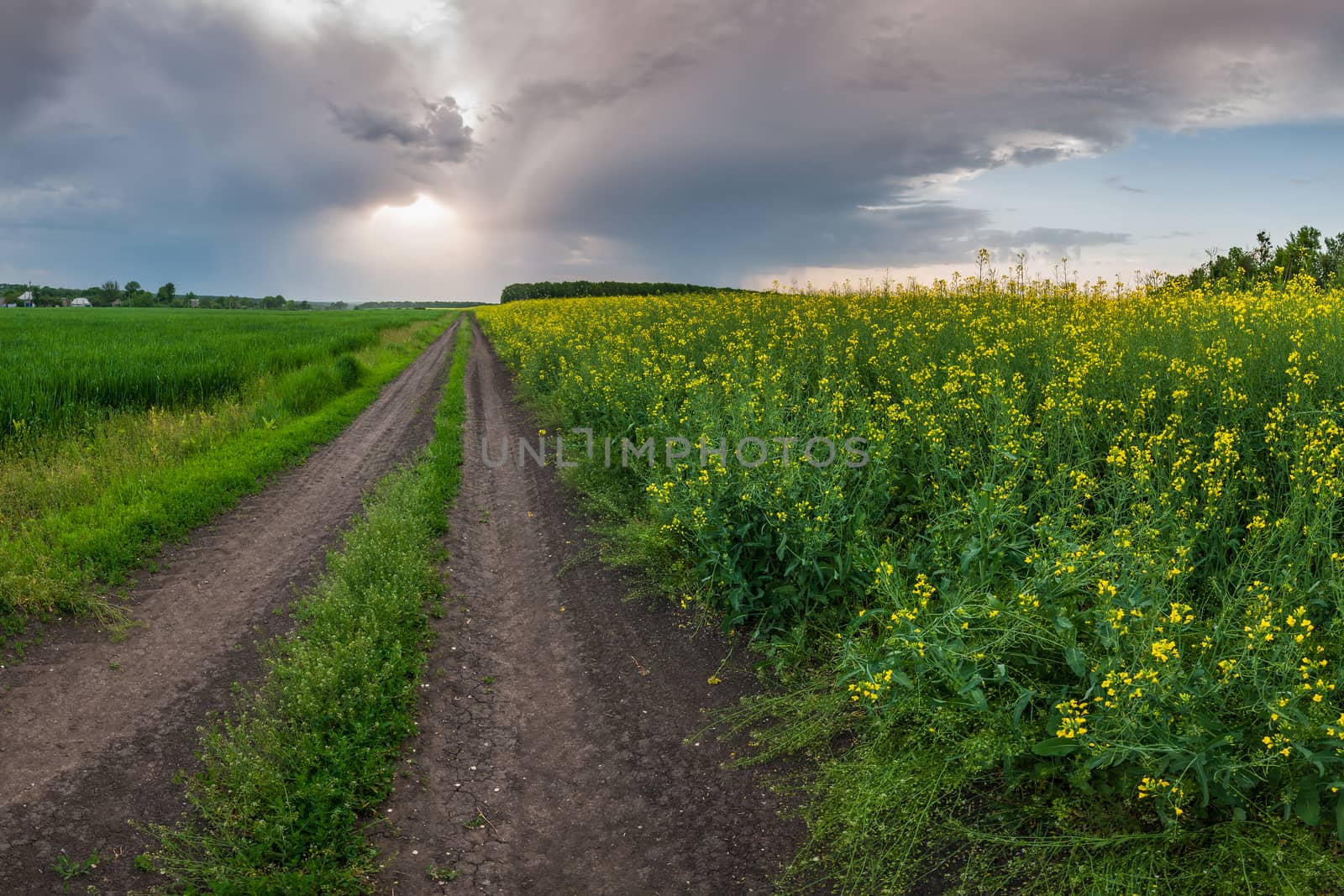 The road along the field of rapeseed