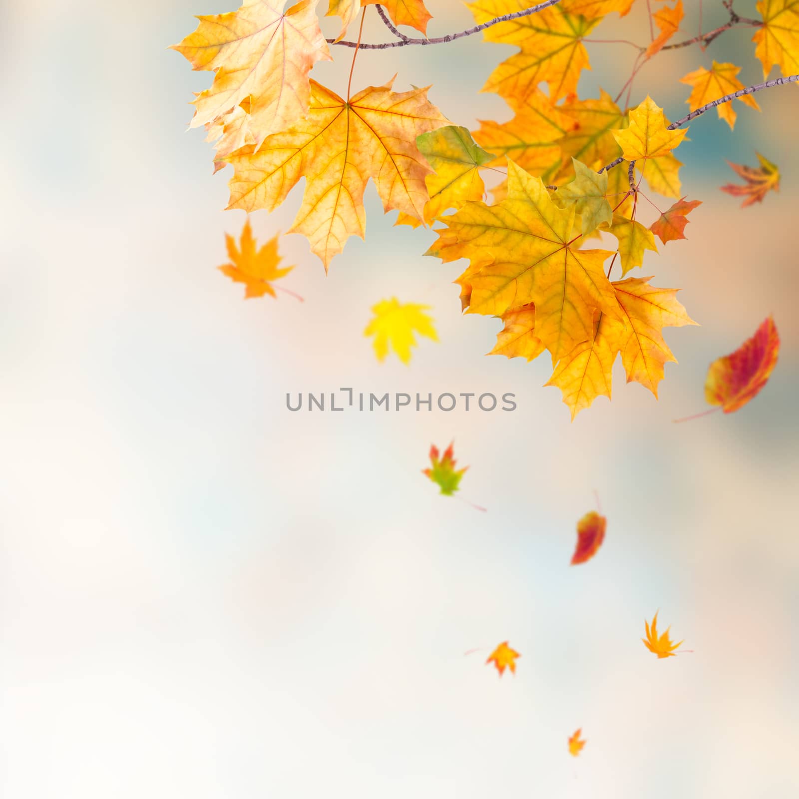 Bright autumn background with foliage