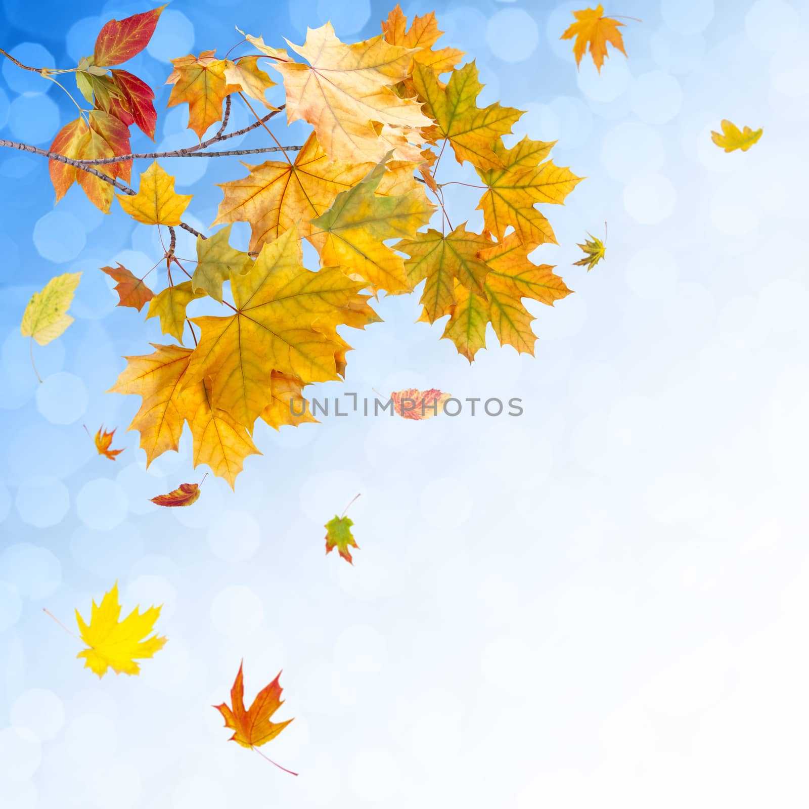 Bright autumn background by firewings