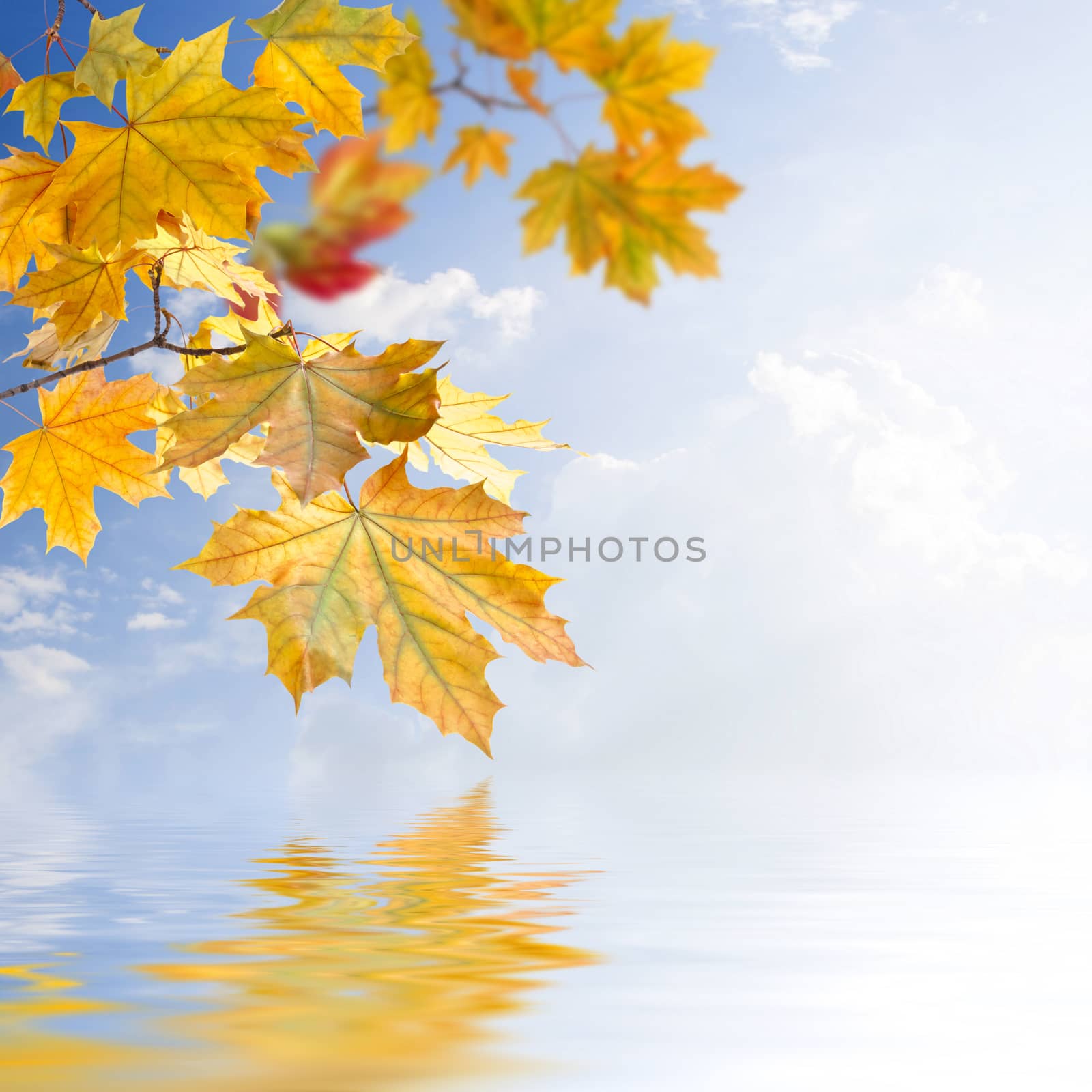 Bright autumn background by firewings